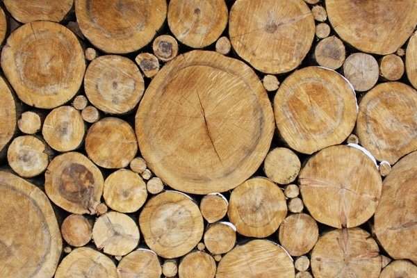 legnosa - famiglie olfattive