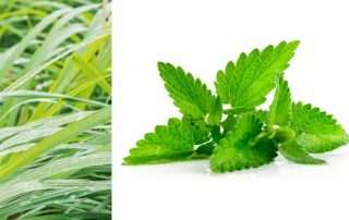 Vetiver e Patchouli - Accademia del Profumo curiosità patchouli vetiver